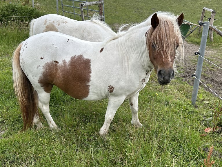 Ponis Shetland Yegua 3 años 97 cm Pío in Hamburg Lemsahl-MellingstedtHamburg