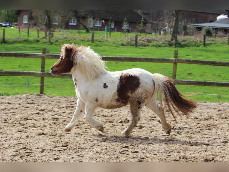 Ponis Shetland Yegua 3 años 97 cm Pío in Hamburg Lemsahl-MellingstedtHamburg