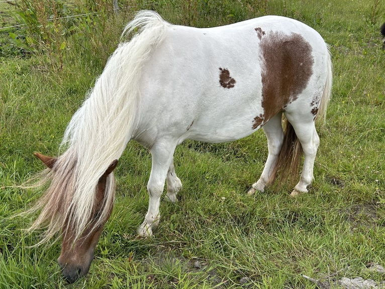 Ponis Shetland Yegua 3 años 97 cm Pío in Hamburg Lemsahl-MellingstedtHamburg