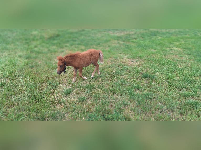 Ponis Shetland Yegua 3 años 98 cm Pío in Gunzenhausen