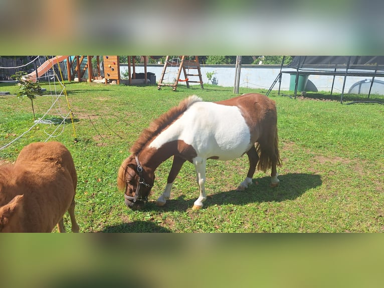 Ponis Shetland Yegua 3 años 98 cm Pío in Gunzenhausen