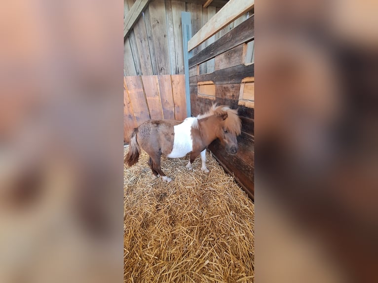 Ponis Shetland Yegua 3 años 98 cm Pío in Gunzenhausen