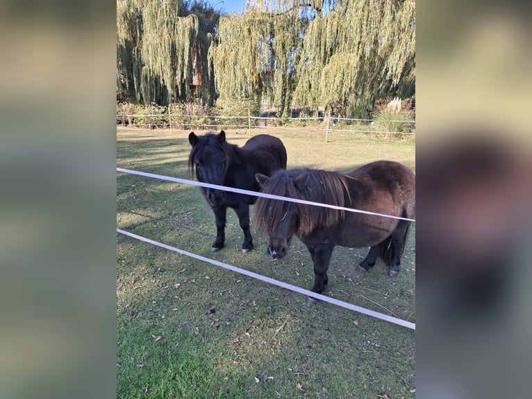 Ponis Shetland Yegua 3 años Morcillo in Nordhorn