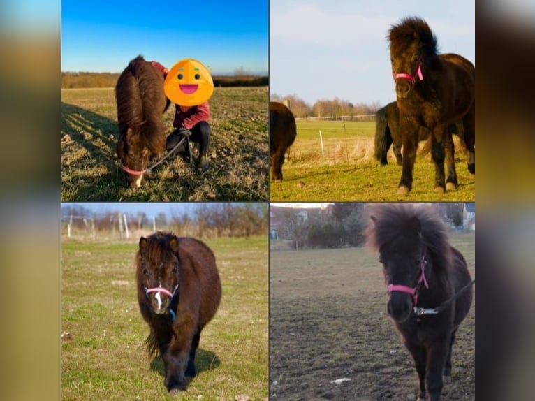 Ponis Shetland Yegua 3 años Negro in Kaltohmfeld