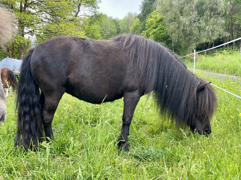 Ponis Shetland Yegua 4 años 105 cm Negro in Flörsbachtal