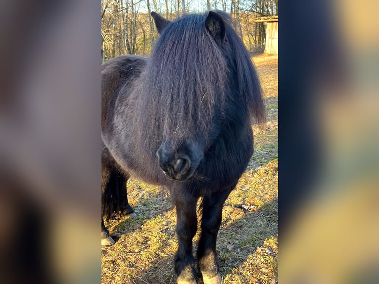 Ponis Shetland Yegua 4 años 105 cm Negro in Flörsbachtal