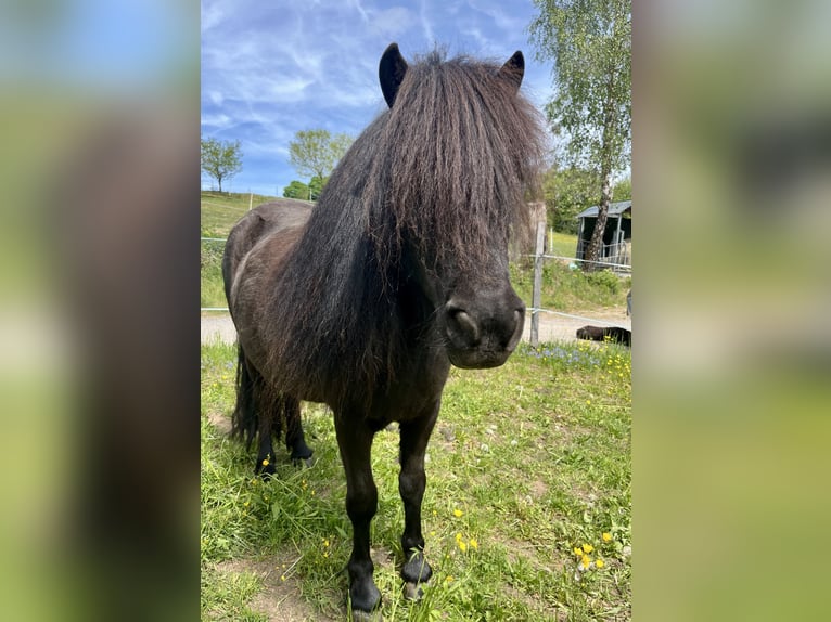 Ponis Shetland Yegua 4 años 105 cm Negro in Flörsbachtal