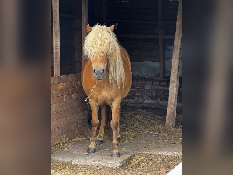 Ponis Shetland Yegua 4 años 110 cm Alazán in Amt Neuhaus