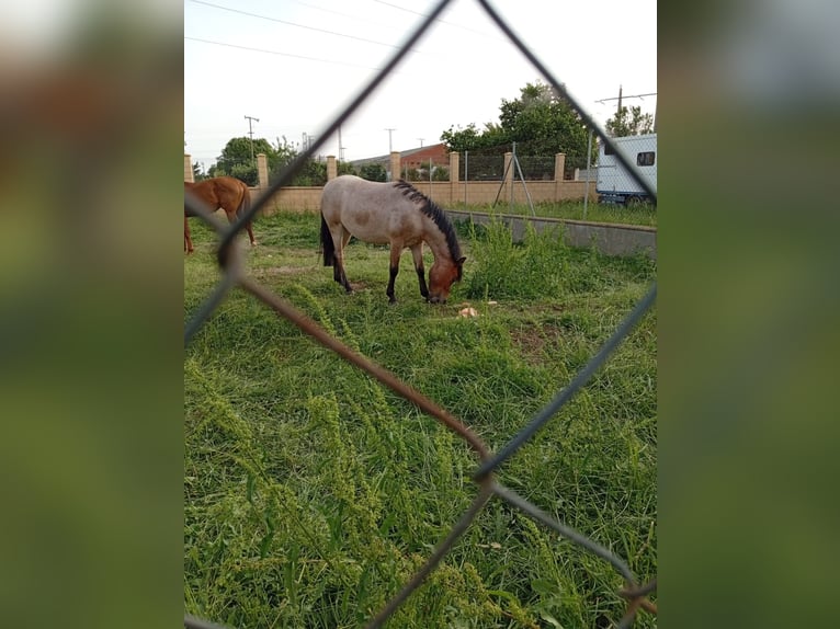 Ponis Shetland Yegua 4 años 125 cm Ruano alazán in Selga De Ordas