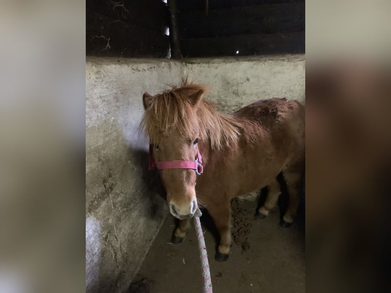 Ponis Shetland Yegua 4 años 85 cm Alazán in Loker