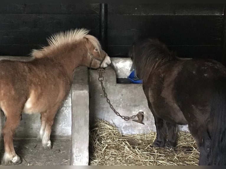 Ponis Shetland Yegua 4 años 85 cm Alazán in Loker