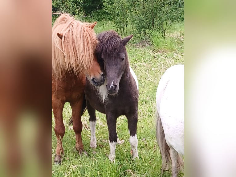 Ponis Shetland Yegua 4 años 93 cm Pío in Diepenau