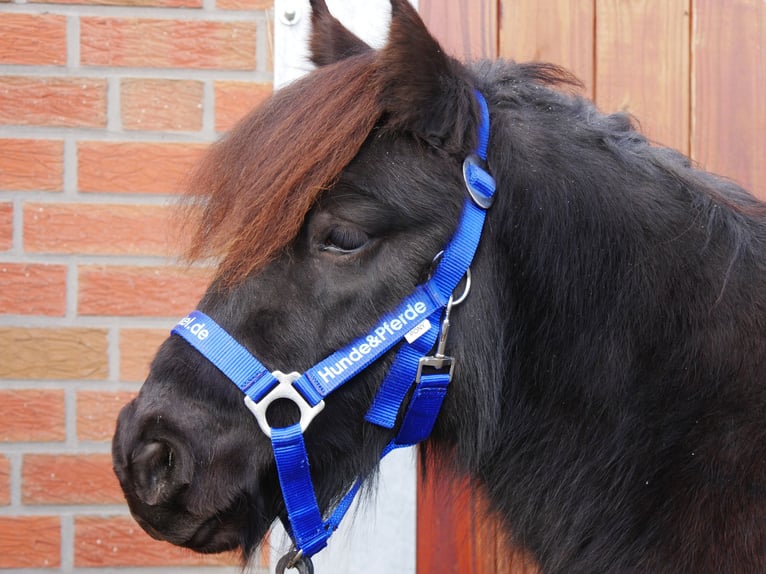 Ponis Shetland Yegua 4 años 94 cm in Dorsten