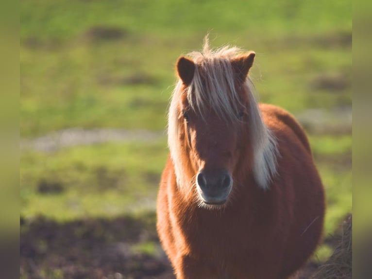 Ponis Shetland Yegua 4 años Alazán in Westoverledingen