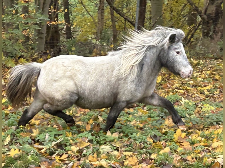 Ponis Shetland Yegua 5 años 100 cm Atigrado/Moteado in Schieren