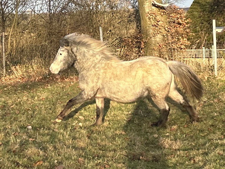 Ponis Shetland Yegua 5 años 100 cm Atigrado/Moteado in Schieren