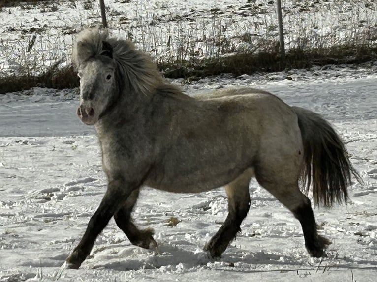 Ponis Shetland Yegua 5 años 100 cm Atigrado/Moteado in Schieren