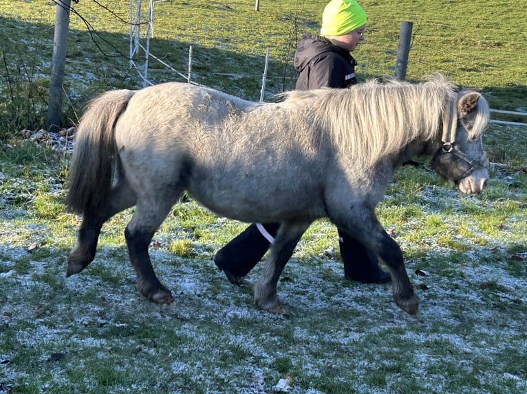 Ponis Shetland Yegua 5 años 100 cm Atigrado/Moteado in Schieren