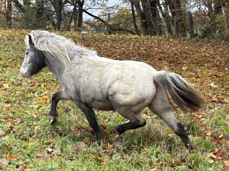 Ponis Shetland Yegua 5 años 100 cm Atigrado/Moteado in Schieren