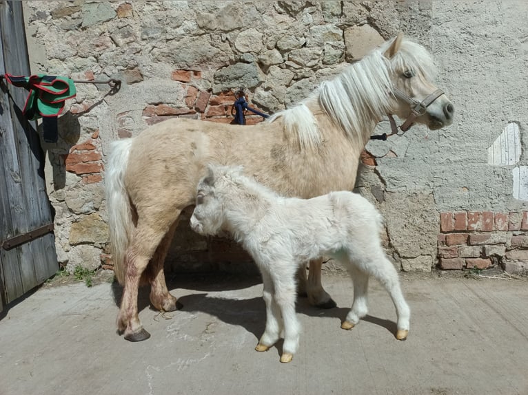 Ponis Shetland Yegua 5 años 100 cm Champán in Mügeln