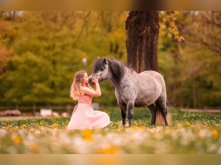 Ponis Shetland Yegua 5 años 100 cm Tordo in Neumünster