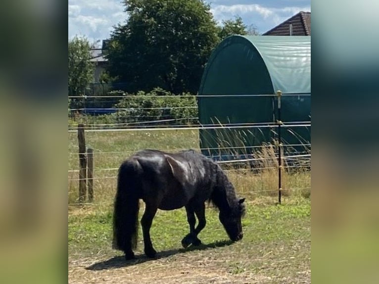 Ponis Shetland Yegua 5 años 103 cm Negro in Finsterwalde