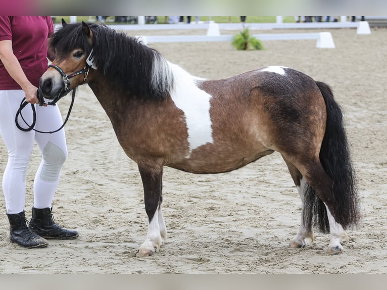 Ponis Shetland Yegua 5 años 103 cm Pío in Ebersbach