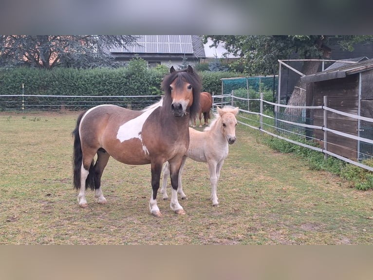 Ponis Shetland Yegua 5 años 103 cm Pío in Ebersbach