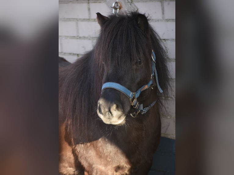 Ponis Shetland Yegua 5 años 107 cm Negro in Achtmaal