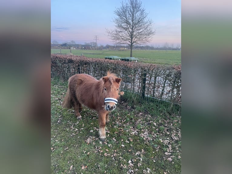 Ponis Shetland Yegua 5 años 89 cm Alazán in Barneveld