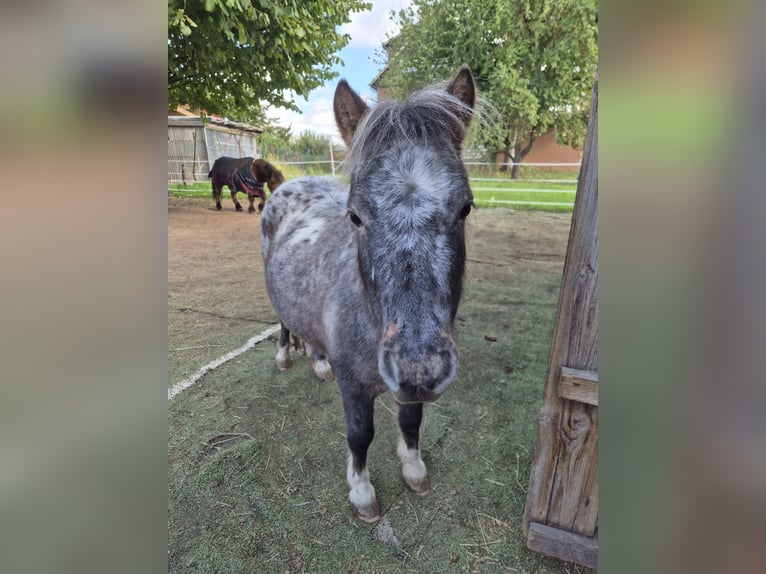 Ponis Shetland Yegua 5 años 89 cm Atigrado/Moteado in Bockenem