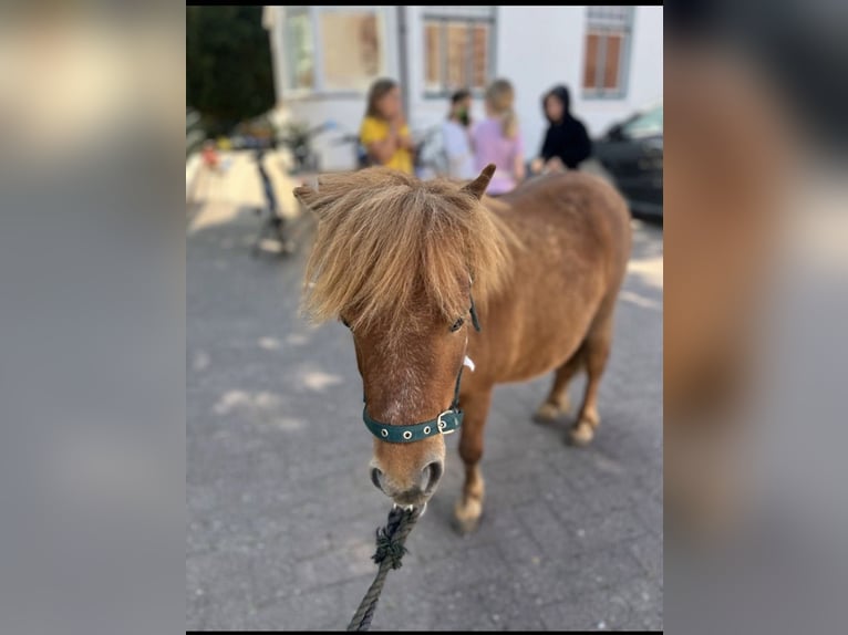 Ponis Shetland Yegua 5 años 90 cm Alazán in Thedinghausen