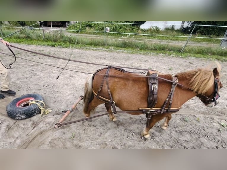 Ponis Shetland Yegua 5 años 90 cm Alazán in Thedinghausen