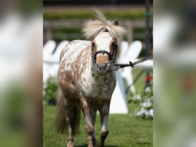 Ponis Shetland Mestizo Yegua 5 años 90 cm Atigrado/Moteado in Warendorf