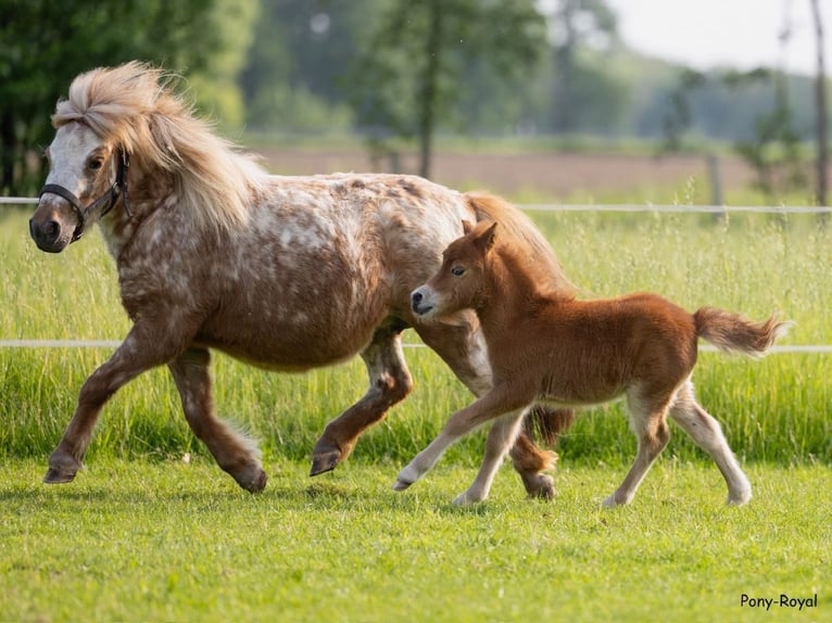 Ponis Shetland Mestizo Yegua 5 años 90 cm Atigrado/Moteado in Warendorf