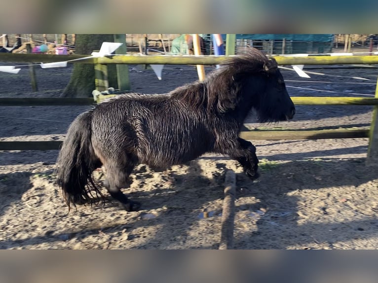 Ponis Shetland Yegua 5 años 95 cm Castaño oscuro in Bremen