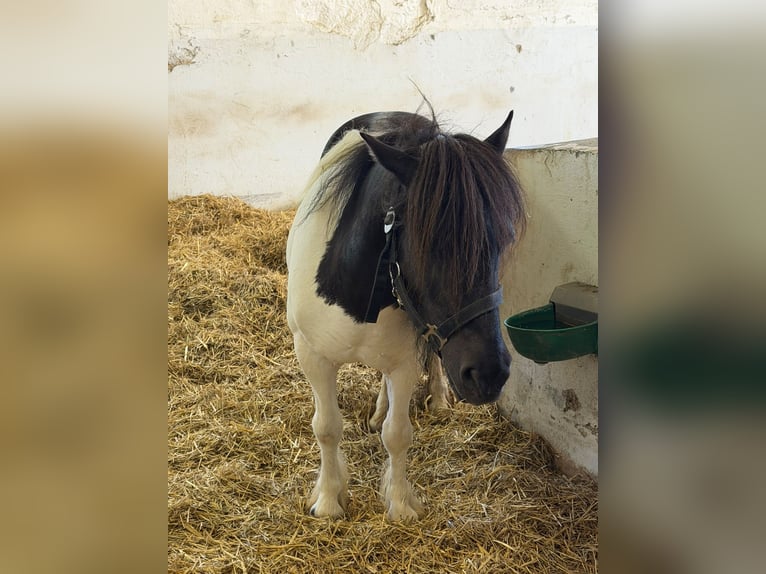 Ponis Shetland Yegua 5 años Pío in Wien, Floridsdorf