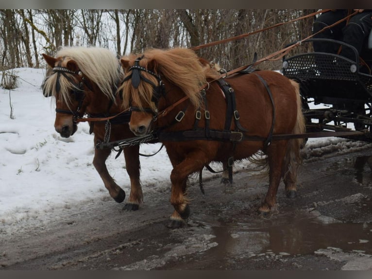 Ponis Shetland Yegua 6 años 100 cm Alazán in Sangerhausen