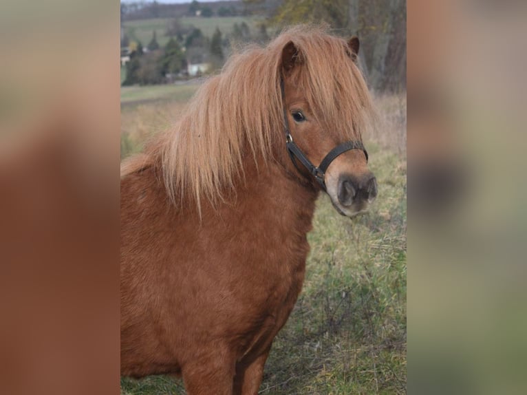 Ponis Shetland Yegua 6 años 100 cm Alazán in Sangerhausen