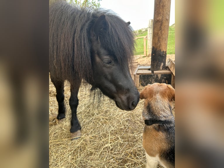 Ponis Shetland Yegua 6 años 100 cm Negro in Silbitz