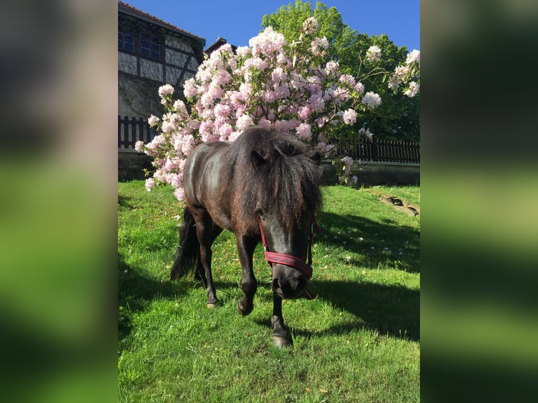 Ponis Shetland Yegua 6 años 100 cm Negro in Silbitz