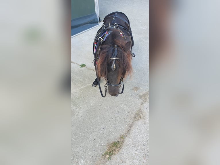 Ponis Shetland Yegua 6 años 101 cm Negro in Borken