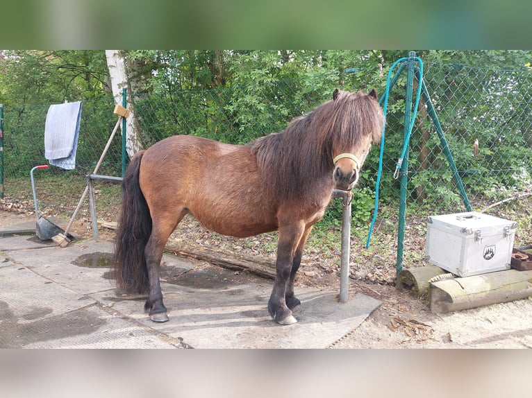 Ponis Shetland Yegua 6 años 102 cm Castaño in Meerane