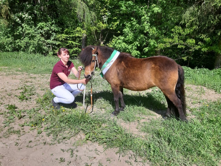 Ponis Shetland Yegua 6 años 102 cm Castaño in Meerane