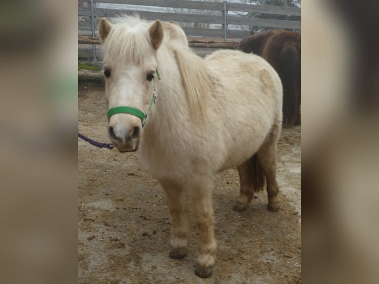 Ponis Shetland Yegua 6 años 105 cm Palomino in Dingolfing