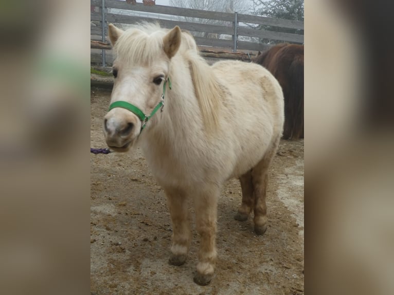 Ponis Shetland Yegua 6 años 105 cm Palomino in Dingolfing