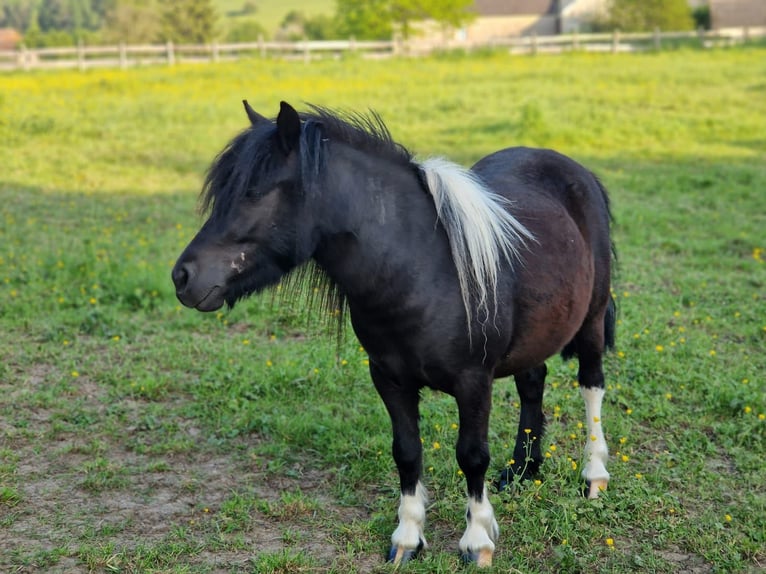 Ponis Shetland Yegua 6 años 107 cm Tobiano-todas las-capas in VILLÉ