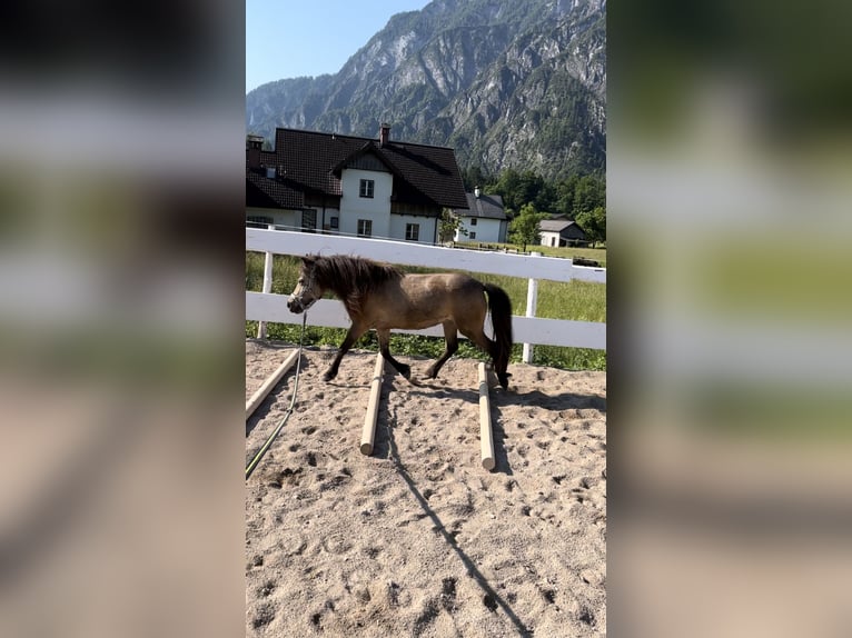 Ponis Shetland Yegua 6 años 108 cm Castaño in Schwanenstadt