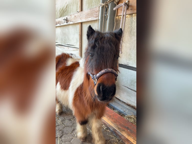 Ponis Shetland Yegua 6 años 78 cm Pío in Wardenburg