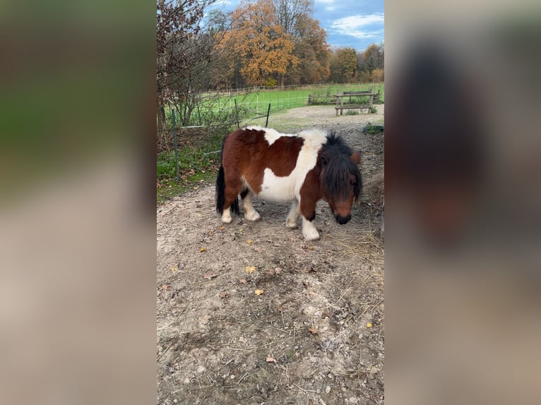 Ponis Shetland Yegua 6 años 78 cm Pío in Wardenburg